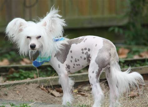 Our 501 (c) (3) status is in process and should be completed by the end of the year. . Chinese crested rescue texas